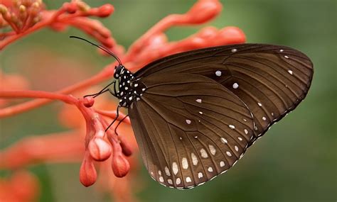 Brown Butterfly – Meaning and Symbolism - Meaning Zone