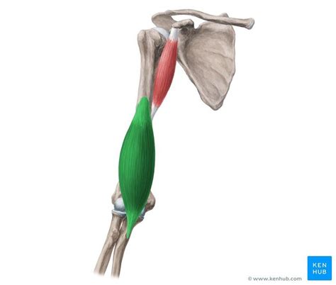 M brachialis Arm Anatomy, Arte Com Grey's Anatomy, Anatomy Study, Anatomy Reference, Human Body ...