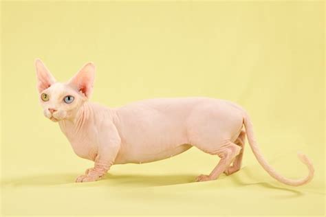 The Ethics of Cuteness: A Closer Look at 12 Trendy Cat Mutations