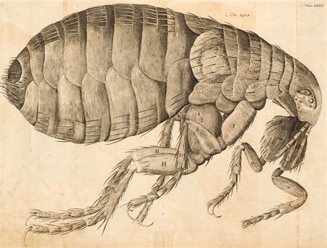 Lot 356 - Hooke (Robert). Micrographia Restaurata: Or