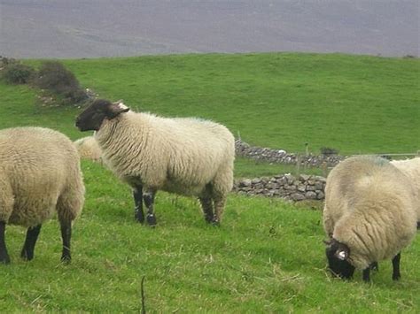 irish sheep Baa Baa Black Sheep, Sheep Breeds, Llama Alpaca, Sheep And Lamb, Counting Sheep ...