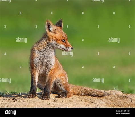 Red fox cubs Stock Photo - Alamy