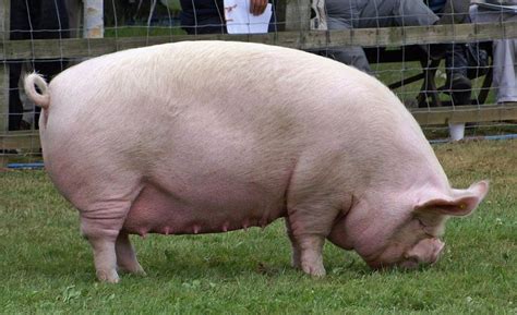 Middle White - Alchetron, The Free Social Encyclopedia | Pig farming, Pig breeds, Domestic pig