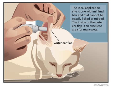 Transdermal Medications: How They Work and How to Apply Them | VCA ...