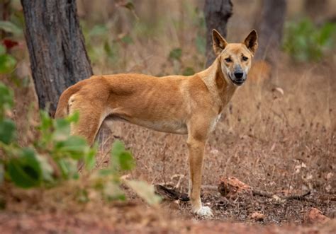 Domestic Dog (Canis familiaris) · iNaturalist