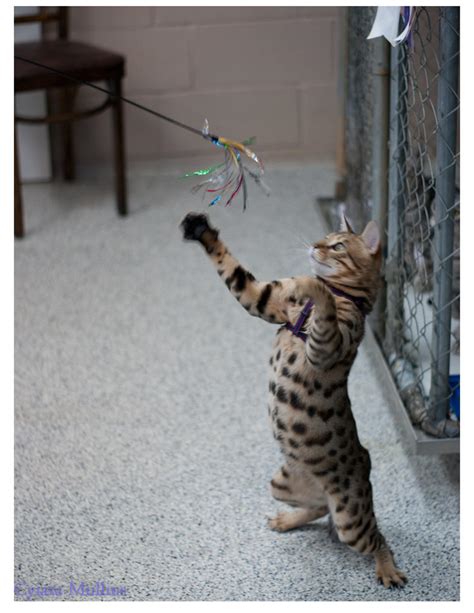 Play kitty play! by FurBabyPhotography on DeviantArt