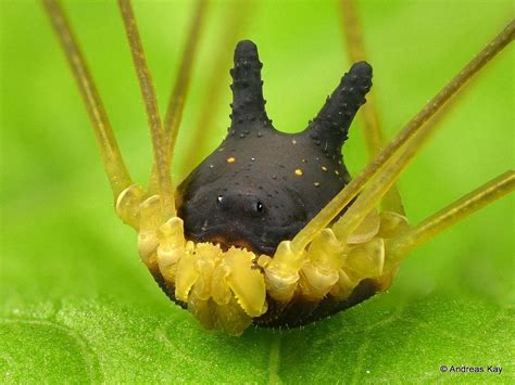 Bunny Harvestman, Metagryne bicolumnata, Discosomaticinae | Harvestman spider, Spider dog, Spider