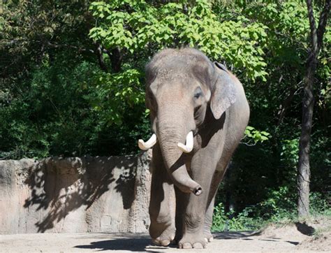 Celebrate Raja's Birthday Dec. 27 At The St. Louis Zoo | St. Louis, MO ...