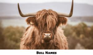 600+ Bull Names Ideas [Funny, Cute and Cool]