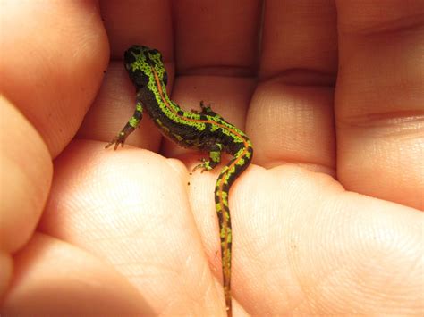 Momcicle Mania: Green Marbled Newt aka Triturus marmoratus