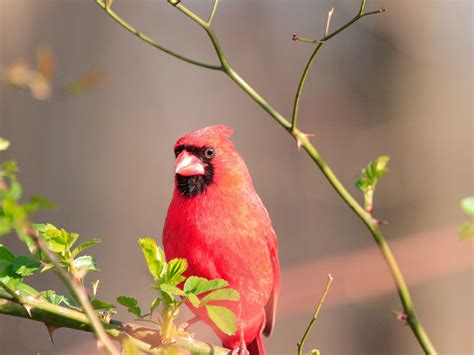 What is the State Bird of Indiana? (And Why?) | Birdfact