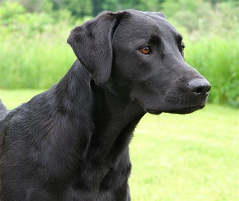 Retriever Labrador: Labrador Retriever Photos