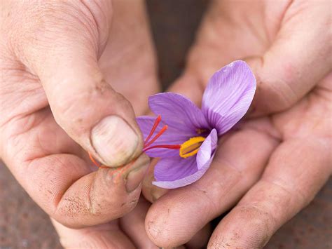 How to grow saffron | Love The Garden