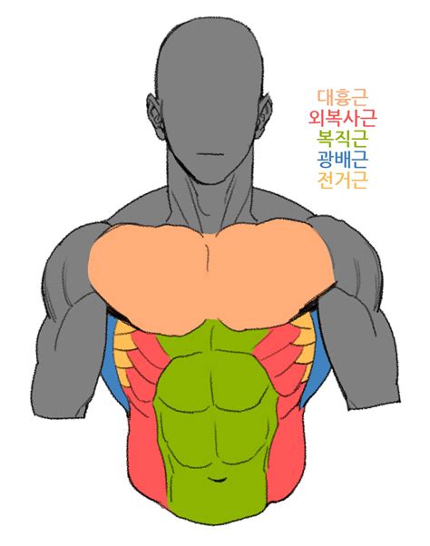 Pin by 재현 남 on Reference | Human anatomy drawing, Figure drawing reference, Drawing reference