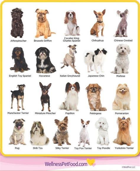 Pin by pnootth on DOGS | Dog breeds medium, Toy dog breeds, Dog breeds chart