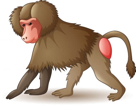 Premium Vector | Baboon isolated on white background