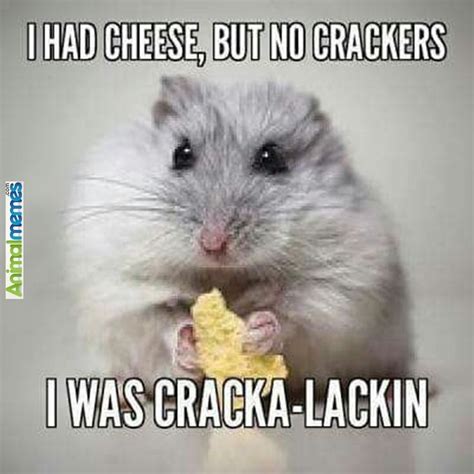 Animal memes – I had cheese | Cheesy jokes