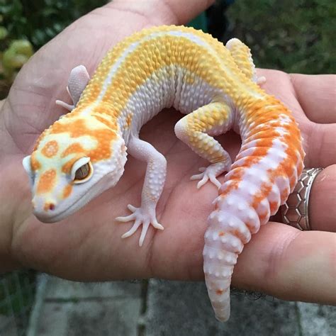 Tremper Leopard Gecko - Feliks Zeki