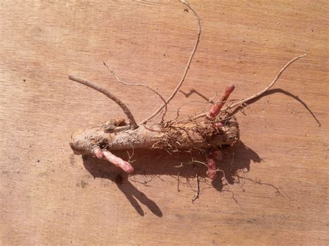 Hop Rhizomes: What, how, and when | Rhizome, Hopping, Backyard farming