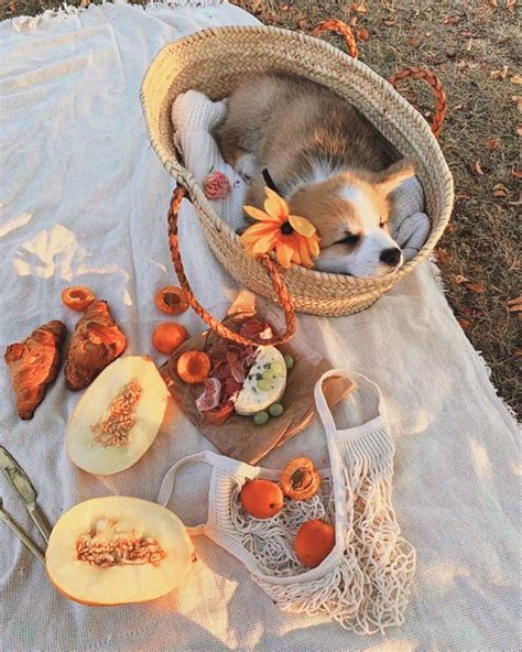 Picnic with Dog | Picnic, Picnic inspiration, Cute animals