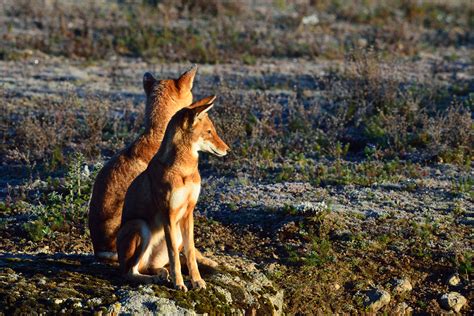 Conservation Translocations | Ethiopian Wolf