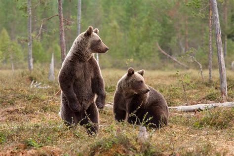 Romania: stop the assault on Europe's last pristine wilderness ...