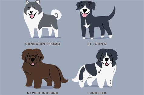 These Illustrations Show The Origins Of Dog Breeds In The Cutest Way ...