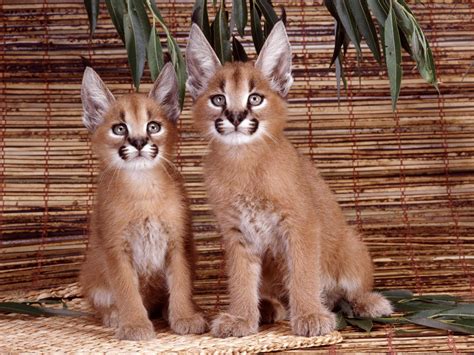 Florida Panthers Cubs. wallpaper | animals | Wallpaper Better