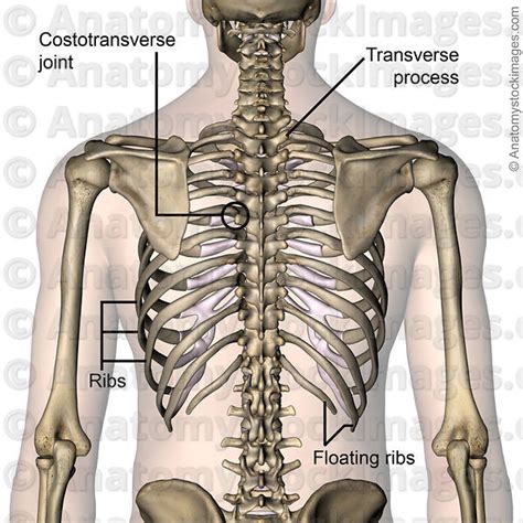 Anatomy Stock Images | torso-ribcage-ribs-costae-costal-floating-rib ...