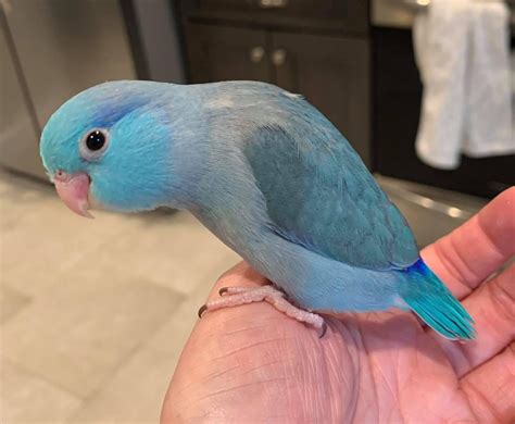 Cobalt Blue Parrotlet