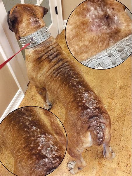 Flea Allergy Dermatitis: What Your Clients Need to Know | Today's Veterinary Nurse