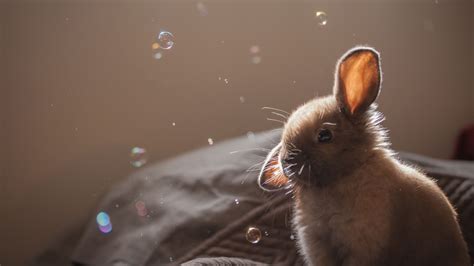 2048x1152 Cute Rabbit 2 2048x1152 Resolution HD 4k Wallpapers, Images ...