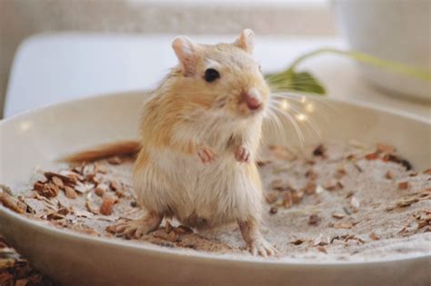 Are Gerbils Easy to Take Care of?