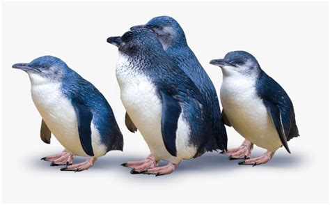 Group Of Penguins - Little Blue Penguins New Zealand, HD Png Download - kindpng