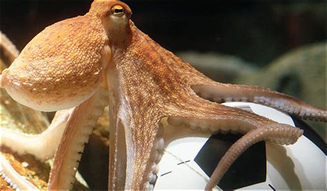 Paul the Octopus Dies!! - BNL