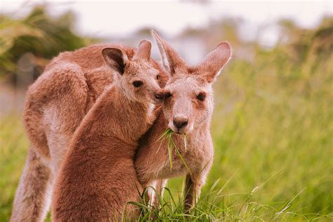 Short and Sweet Video of a Baby Kangaroo Hugging Its Mom Is Brightening ...