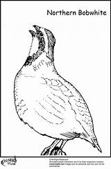 Quail Coloring Pages sketch template
