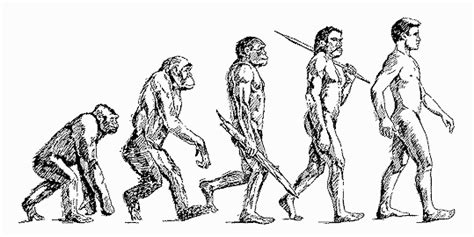 Human Evolution Drawing at GetDrawings | Free download