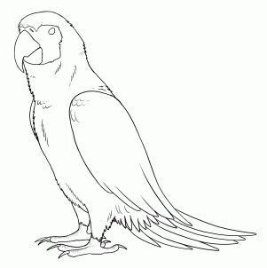 how to draw parrots, draw macaws | Parrot drawing, Bird drawings, Drawings