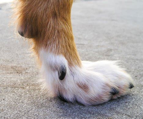 The Function of Dewclaws 101 - MCINTYRE REHABILITATION