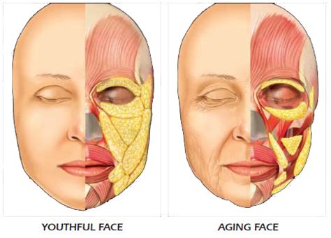 Pin em Facial anatomy