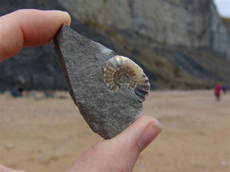 Charmouth (Dorset) | Discovering Fossils