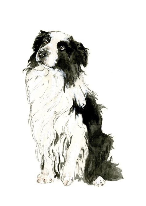 Pin by Dog Portraits on Shepherds | Border collie art, Dog portraits ...