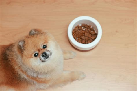 The Best Dog Food For Pomeranians - Dogtime