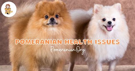 Common Pomeranian Health Issues Explained in Detail