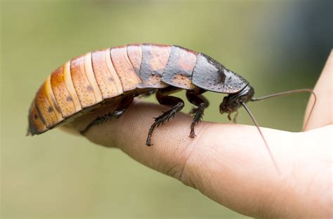 9 Awesome Cockroach Species to Keep as Pets - Insect Keeper