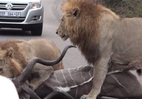 Male Lion Pouncing On Prey