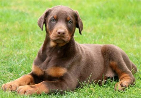 Brown Doberman Pinscher Puppy - Ruby: An Instagram Sensation and a ...