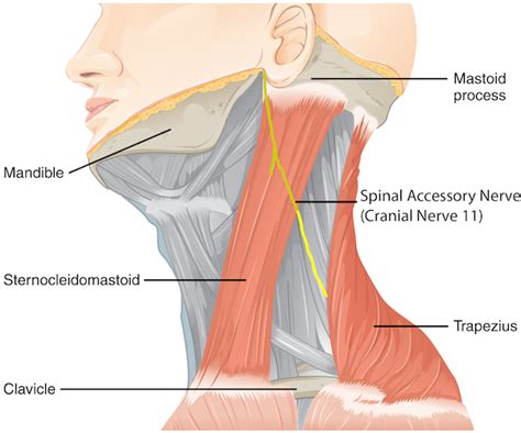 Spinal accessory nerve (cranial nerve 11) neuropathy | doctorlansford.com