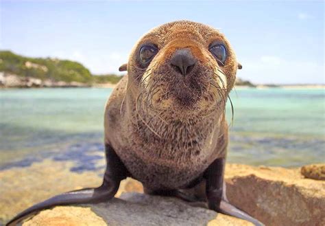 Cuteness Alert: Baby Sea Lion